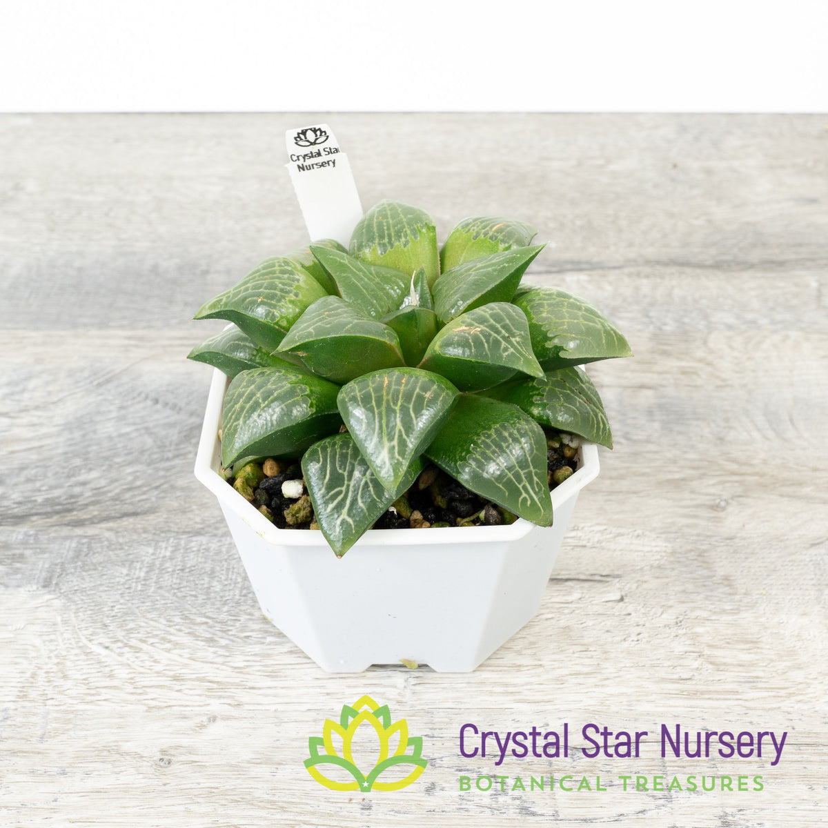 Haworthia Comptoniana &#39;Kawahika&#39; (LS198)