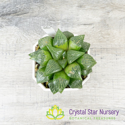 Haworthia Comptoniana 'Kawahika' (LS198)
