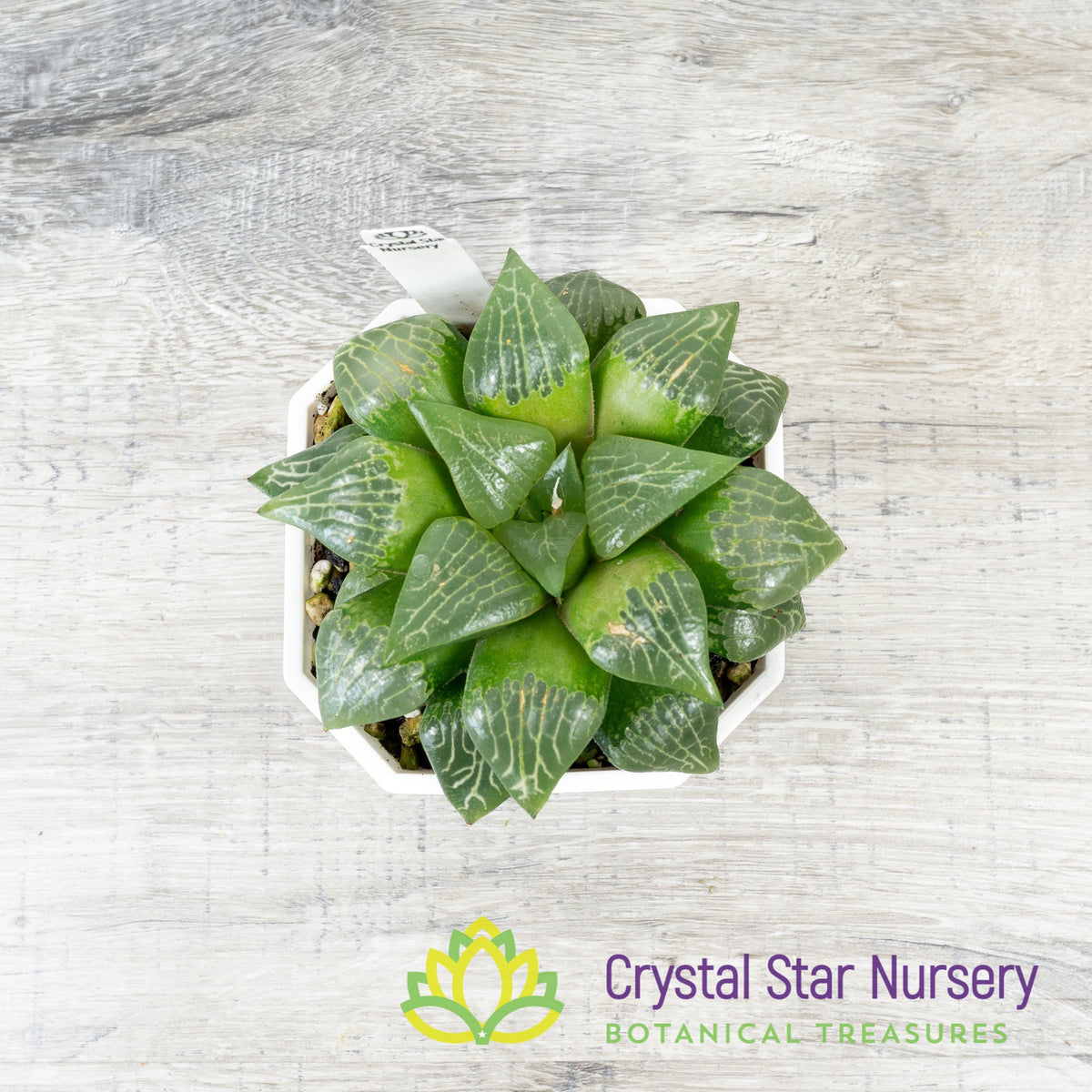Haworthia Comptoniana &#39;Kawahika&#39; (LS198)
