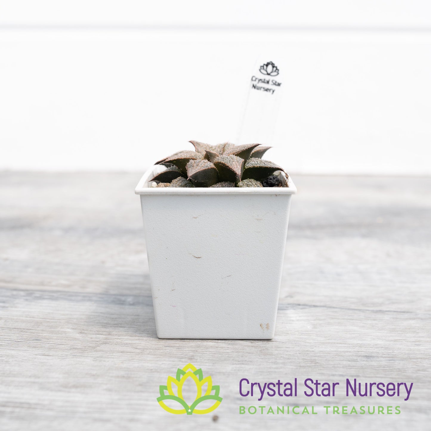 Haworthia Comptoniana 'Love Lady' (LS075)