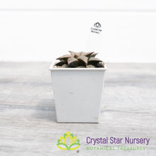 Haworthia Comptoniana 'Love Lady' (LS075)