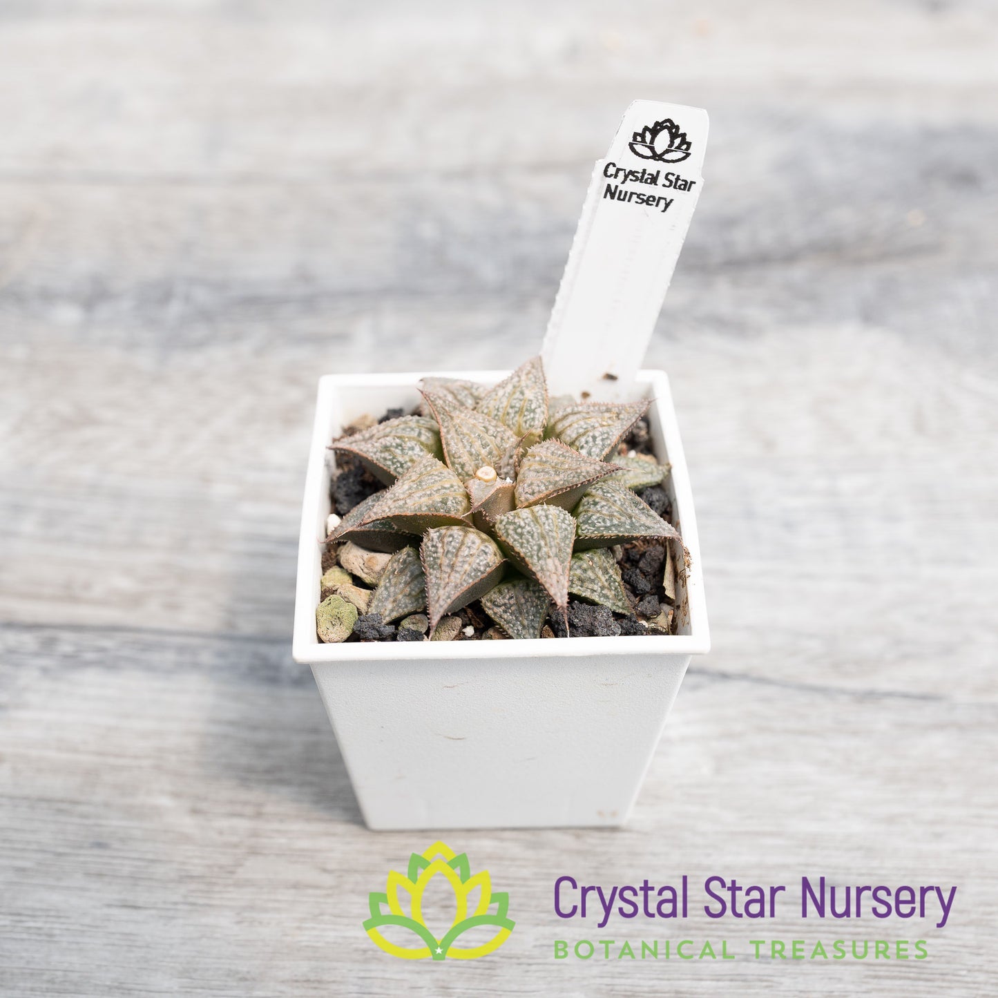 Haworthia Comptoniana 'Love Lady' (LS075)