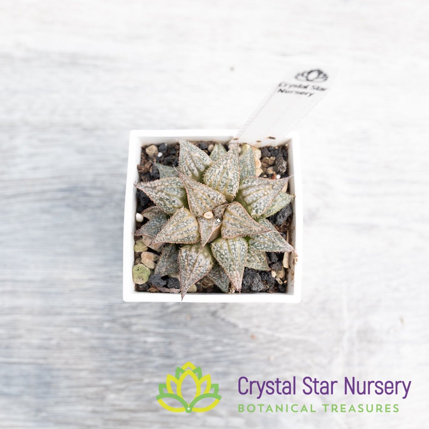 Haworthia Comptoniana 'Love Lady' (LS075)