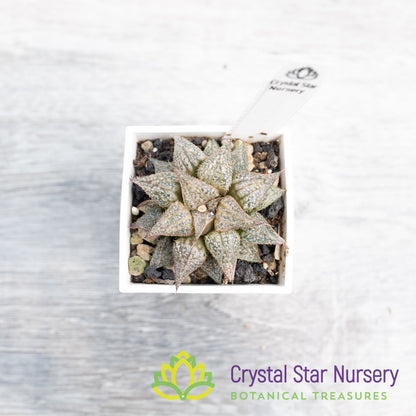 Haworthia Comptoniana 'Love Lady' (LS075)