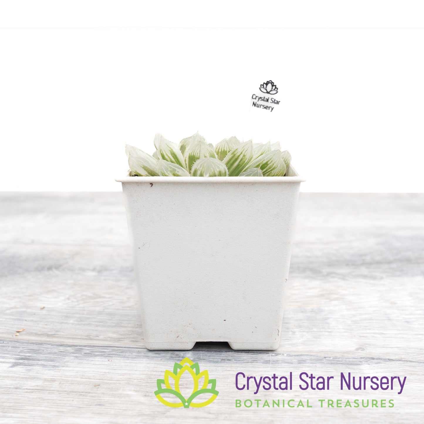 Haworthia Cooperi 'Variegata' Little Prince To Go