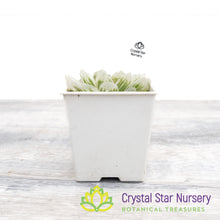 Haworthia Cooperi 'Variegata' Little Prince To Go