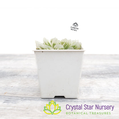 Haworthia Cooperi 'Variegata' Little Prince To Go