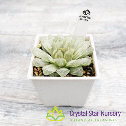 Haworthia Cooperi 'Variegata' Little Prince To Go