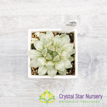 Haworthia Cooperi 'Variegata' Little Prince To Go