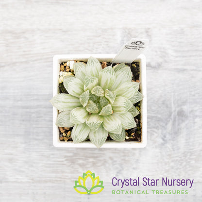 Haworthia Cooperi 'Variegata' Little Prince To Go