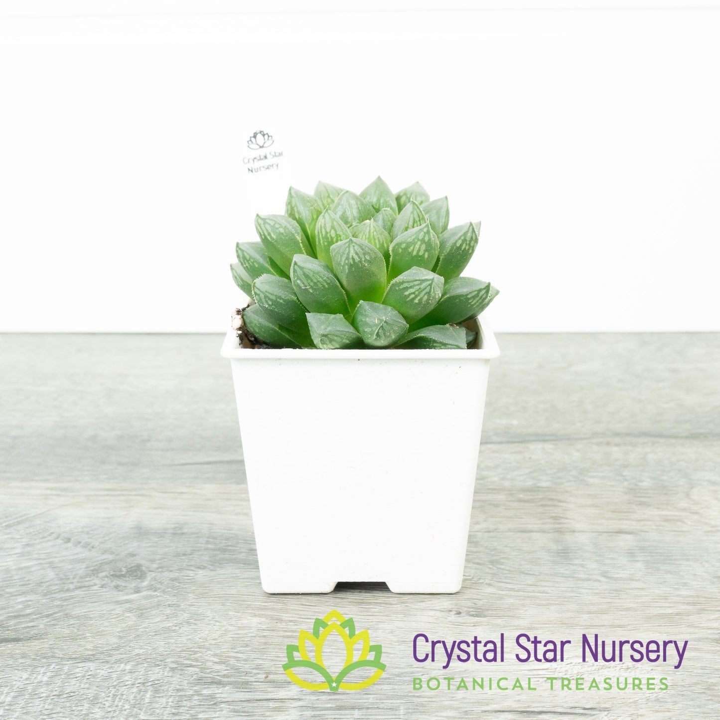 Haworthia Cooperi x Retusa (#48)