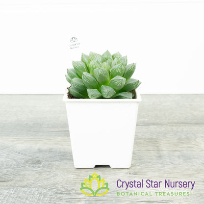 Haworthia Cooperi x Retusa (#48)