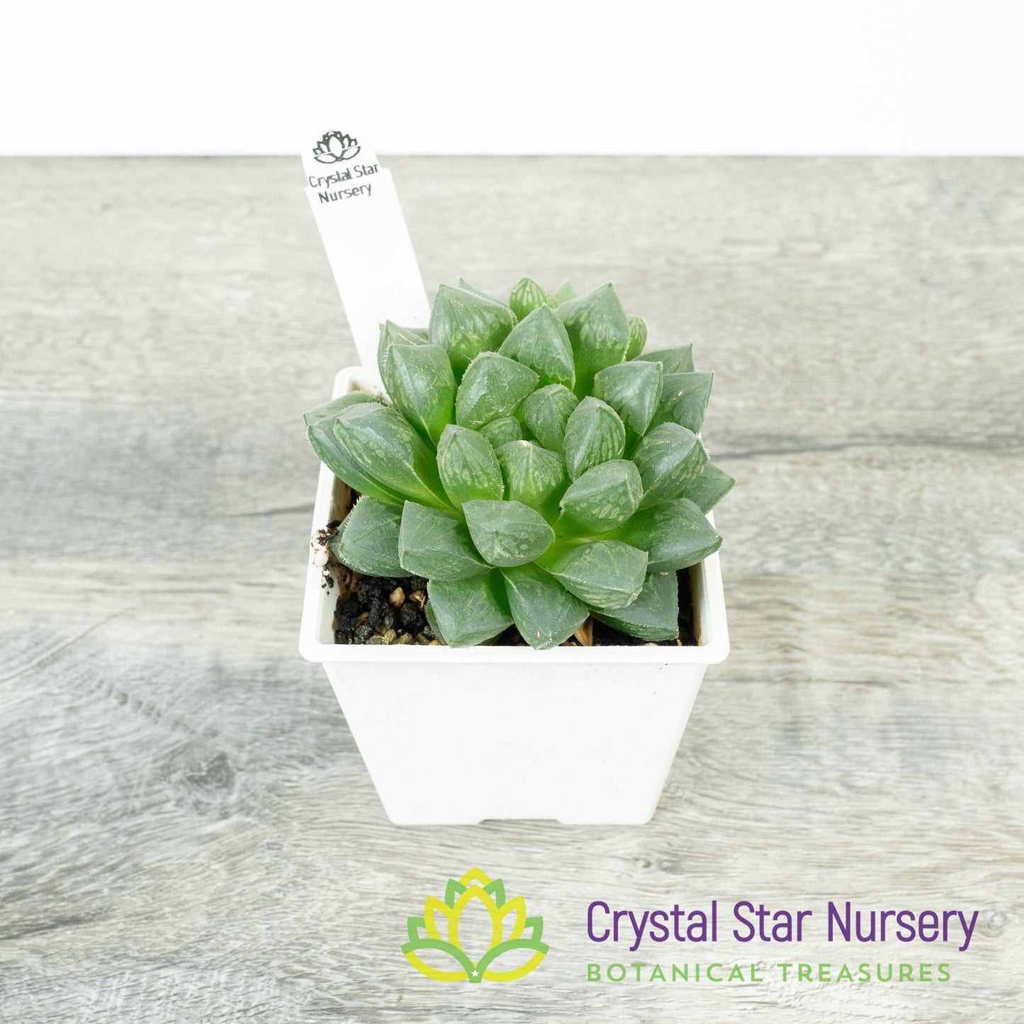 Haworthia Cooperi x Retusa (#48)