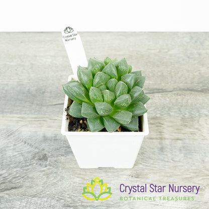 Haworthia Cooperi x Retusa (#48)