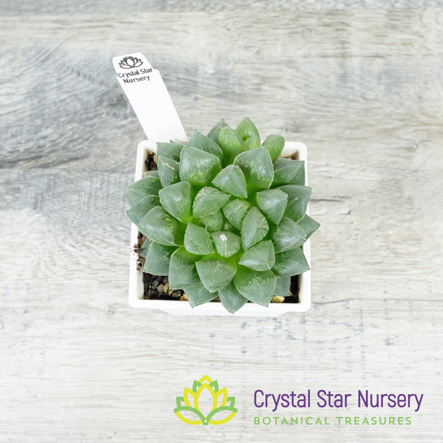 Haworthia Cooperi x Retusa (#48)