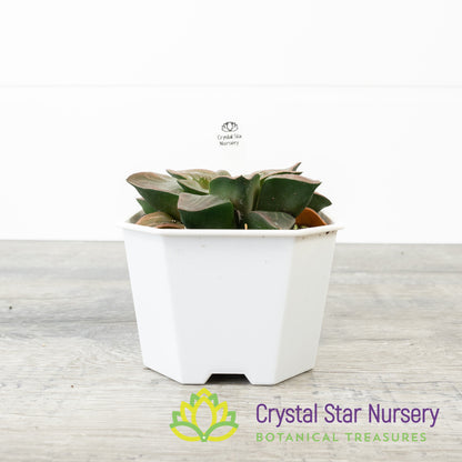 Haworthia Correcta 'Aboukya' (LS111)