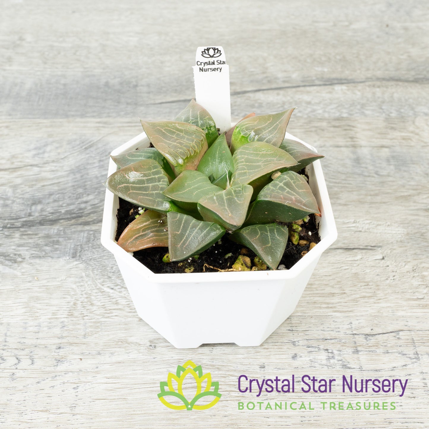 Haworthia Correcta 'Aboukya' (LS111)