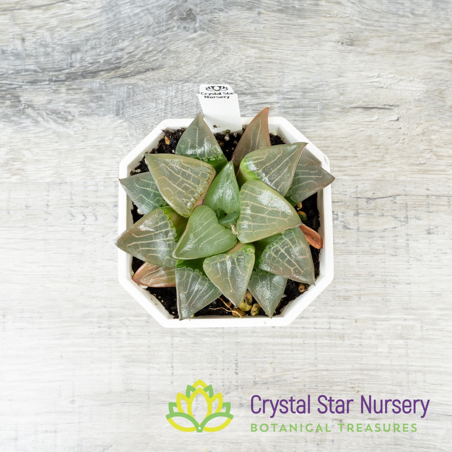 Haworthia Correcta 'Aboukya' (LS111)