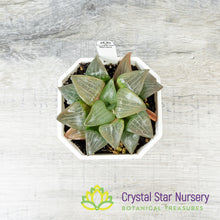 Haworthia Correcta 'Aboukya' (LS111)