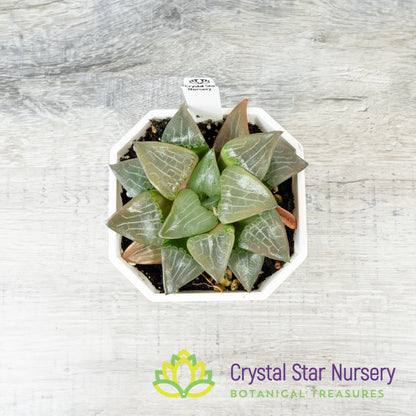 Haworthia Correcta 'Aboukya' (LS111)