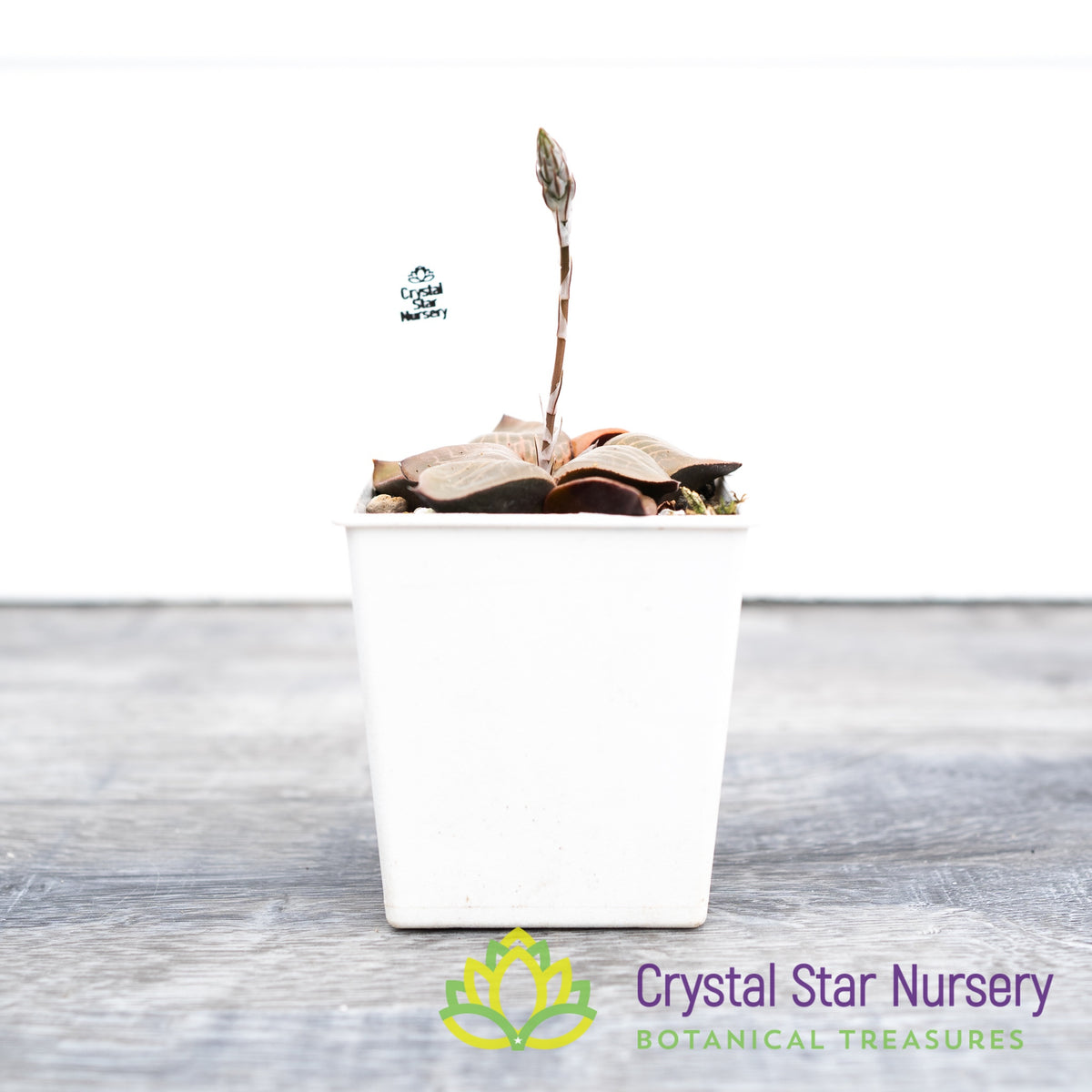 Haworthia Correcta (LS037)