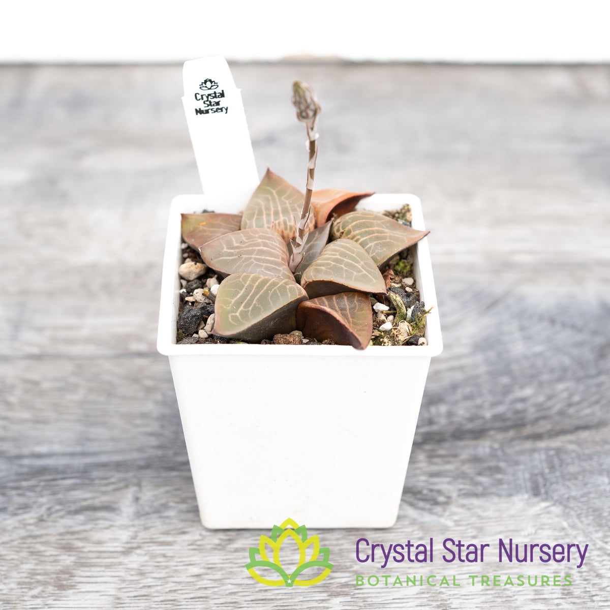 Haworthia Correcta (LS037)