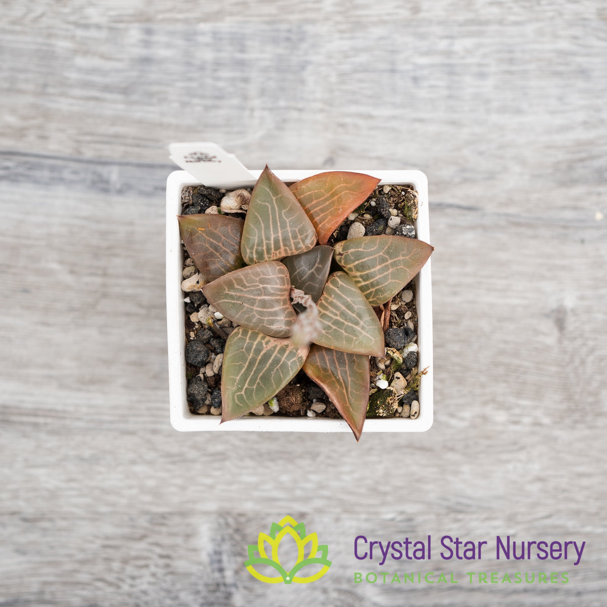 Haworthia Correcta (LS037)