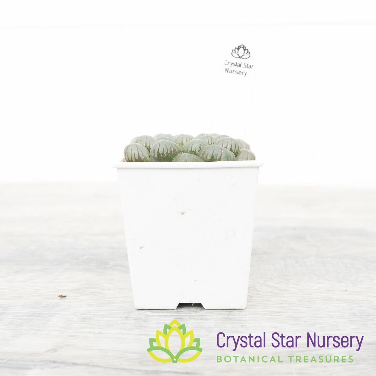 Haworthia Dodson Murasaki (LS087)