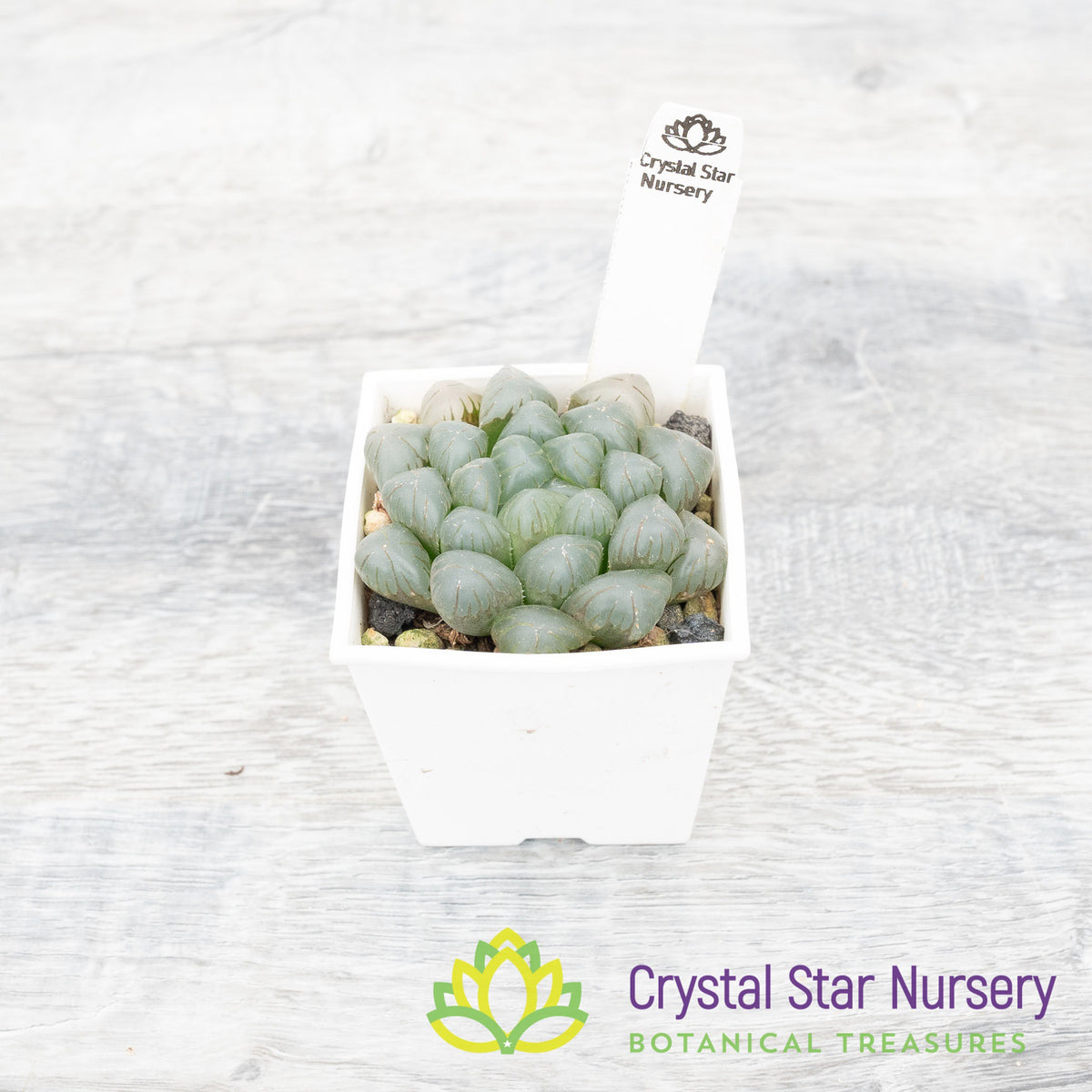 Haworthia Dodson Murasaki (LS087)