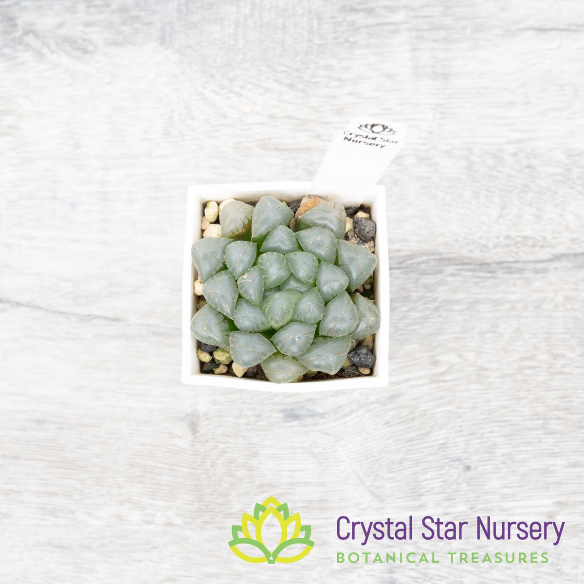 Haworthia Dodson Murasaki (LS087)