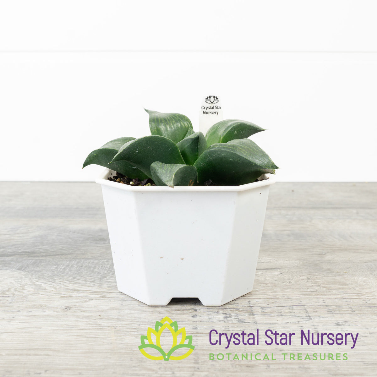 Haworthia Emelyae