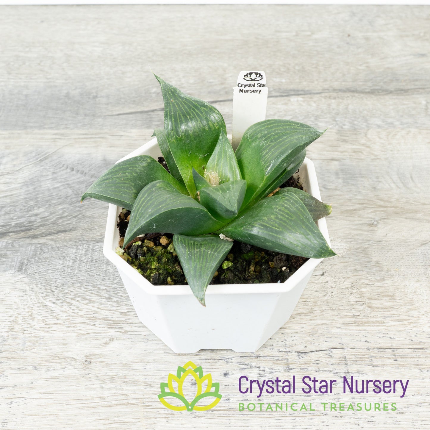 Haworthia Emelyae