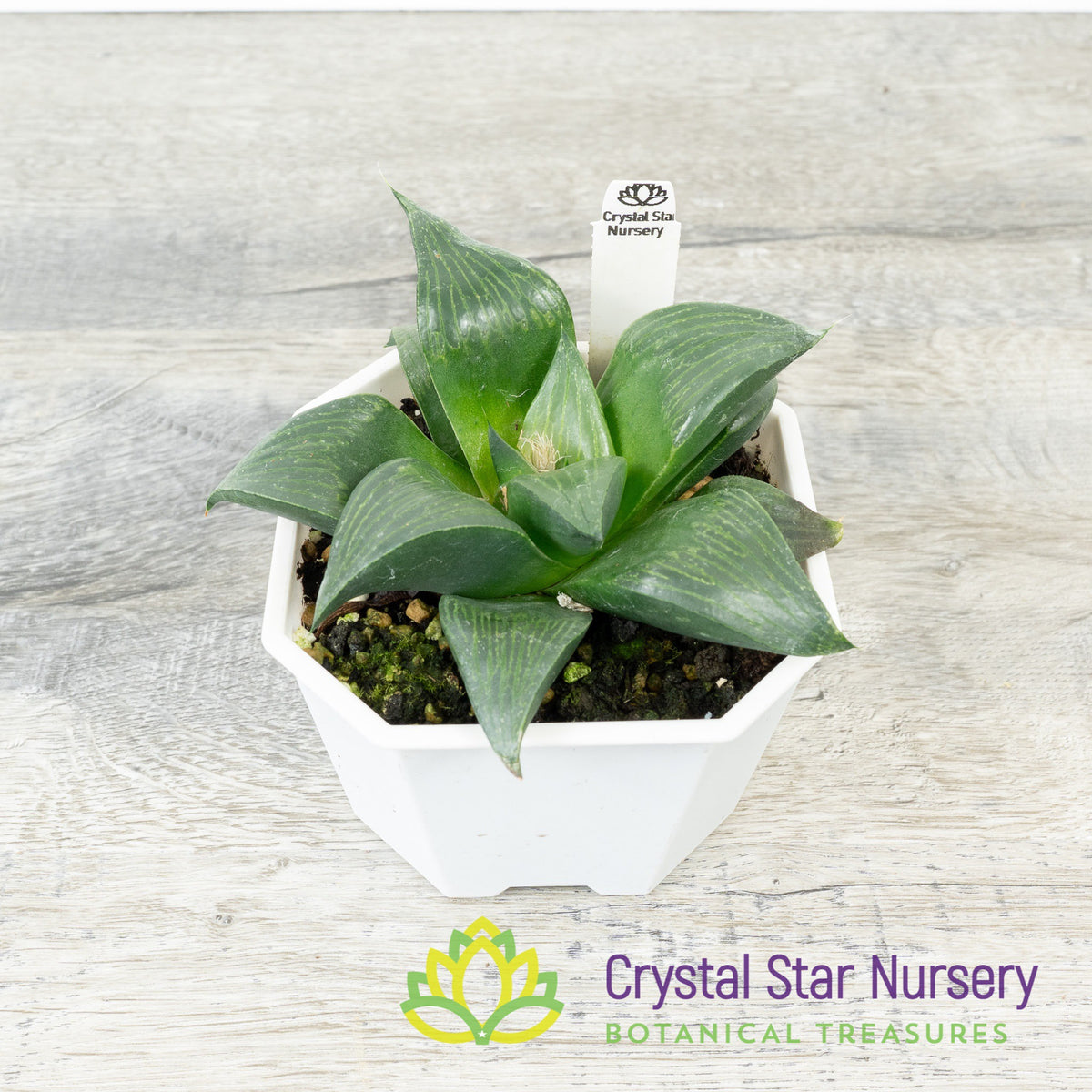 Haworthia Emelyae