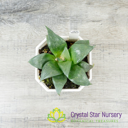 Haworthia Emelyae