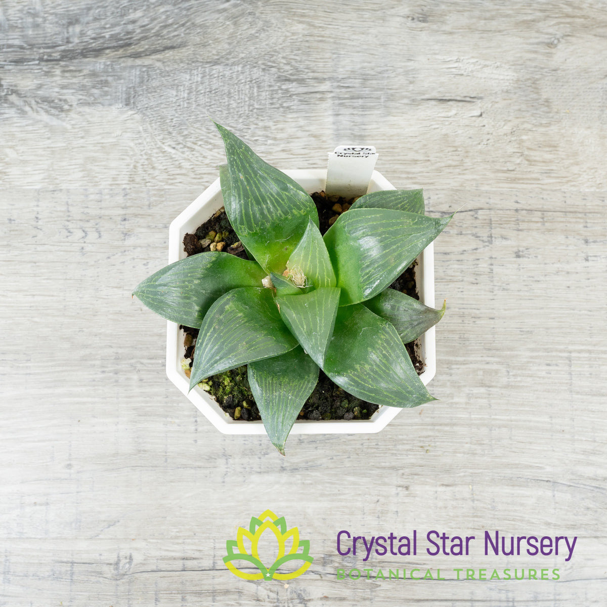 Haworthia Emelyae