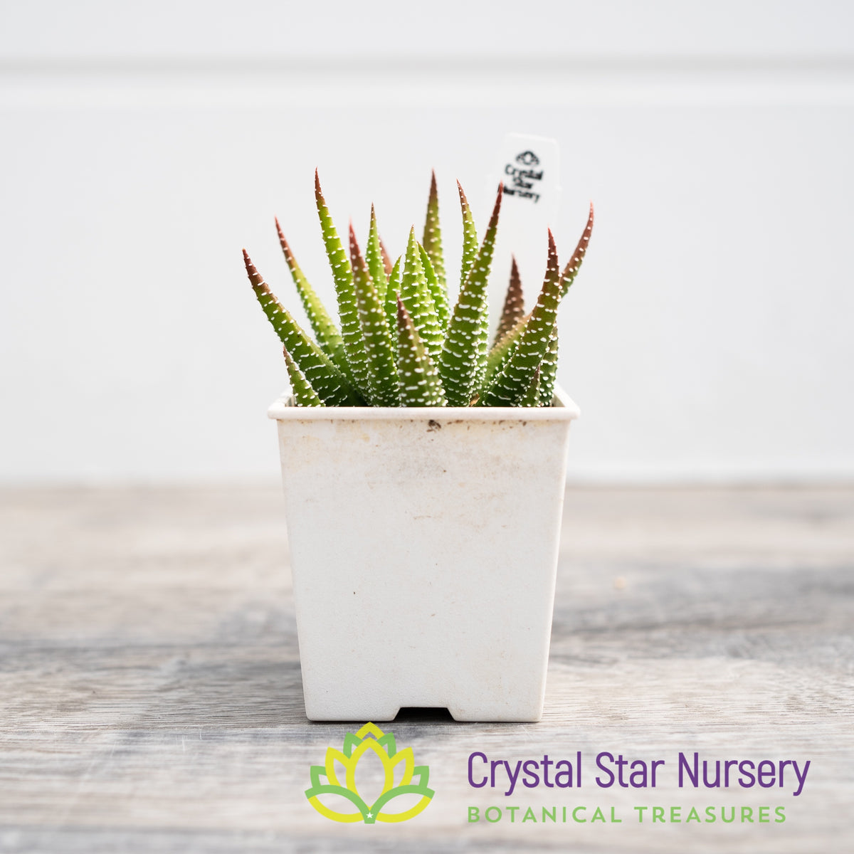 Haworthia Fasciata