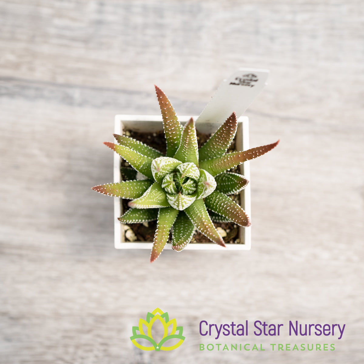 Haworthia Fasciata