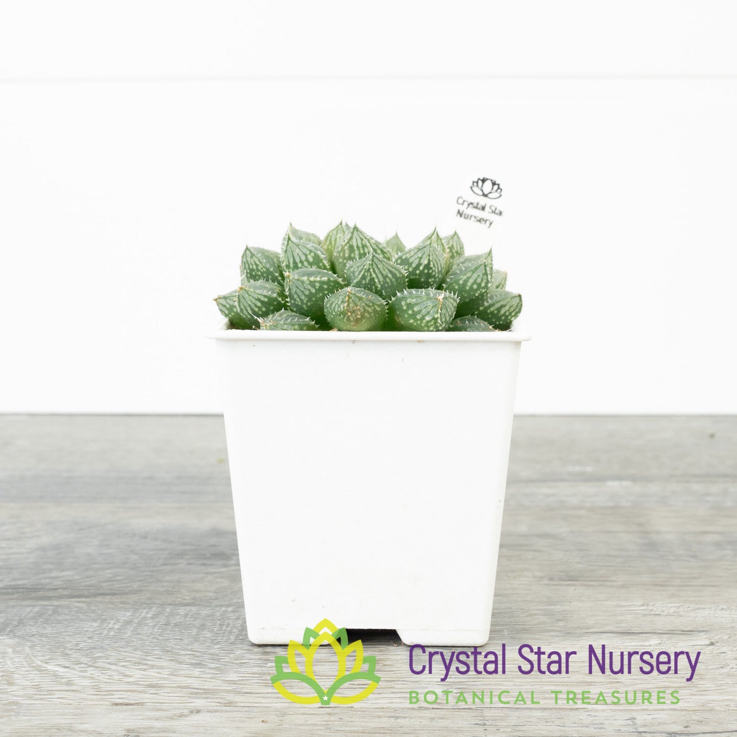 Haworthia Mirror Ball