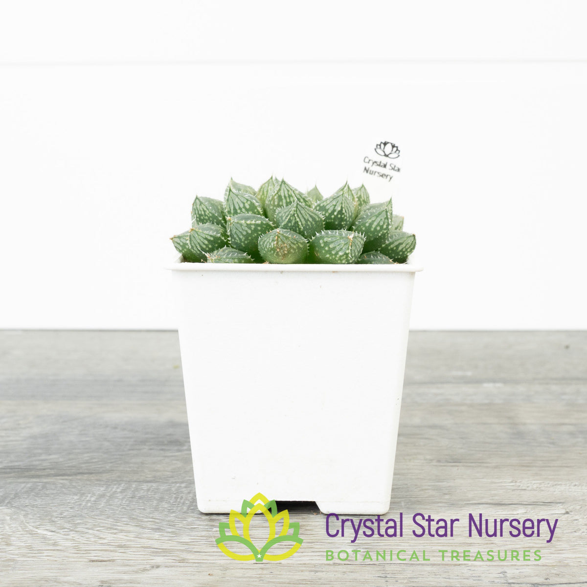 Haworthia Mirror Ball
