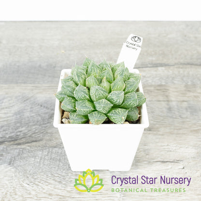 Haworthia Mirror Ball