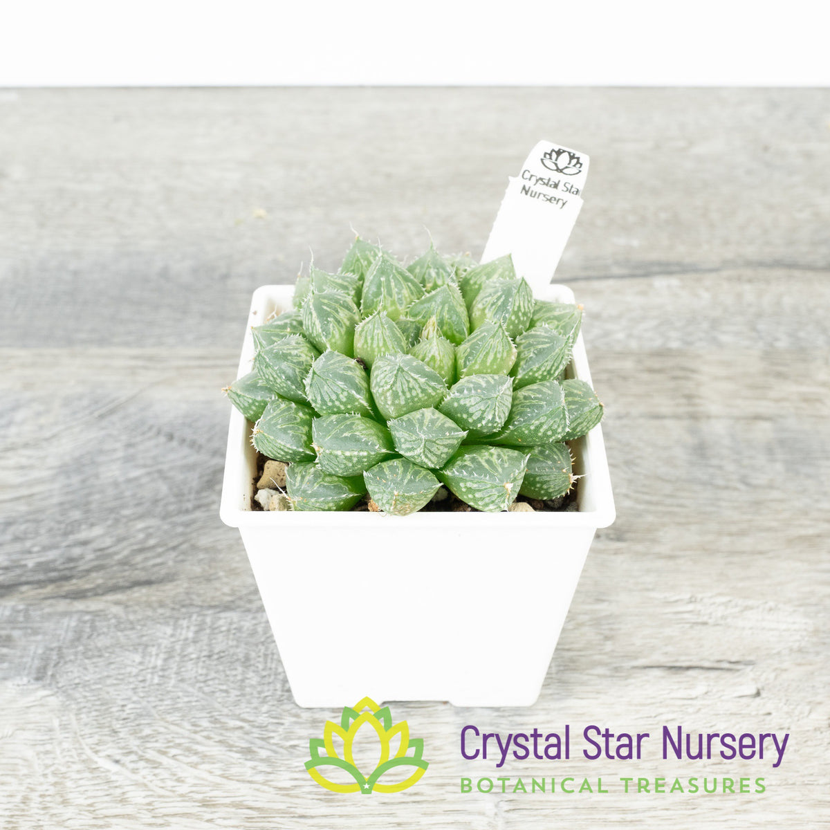 Haworthia Mirror Ball