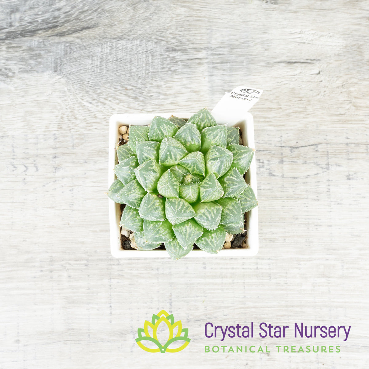 Haworthia Mirror Ball