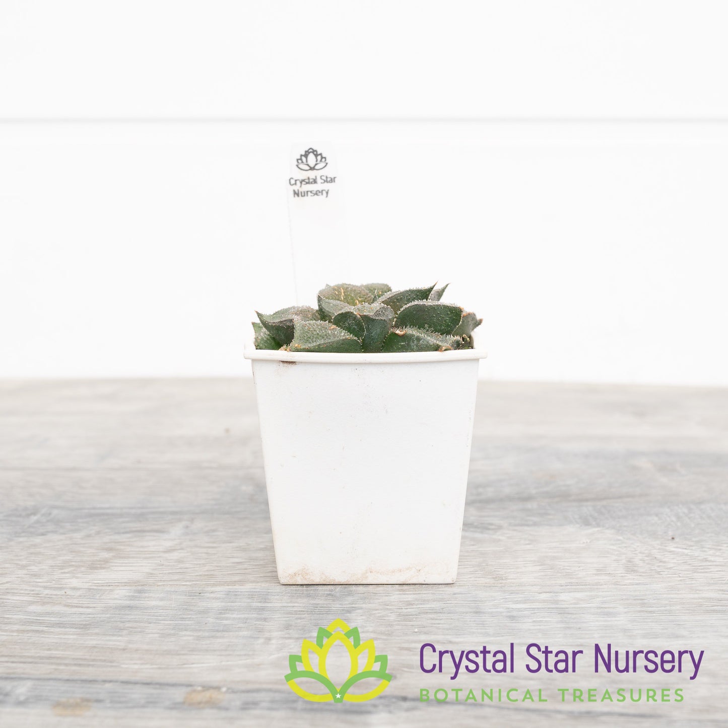 Haworthia Mutica 'Kurolyu'