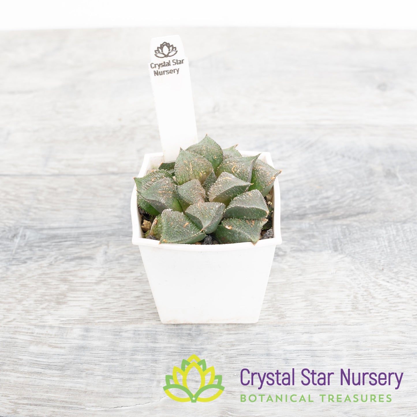 Haworthia Mutica 'Kurolyu'