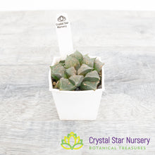 Haworthia Mutica 'Kurolyu'