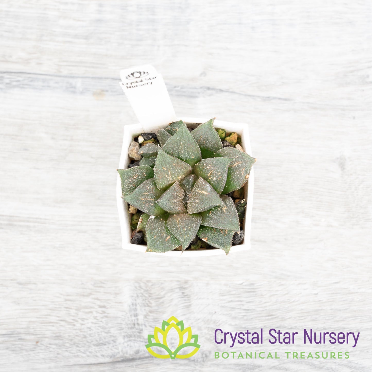 Haworthia Mutica 'Kurolyu'