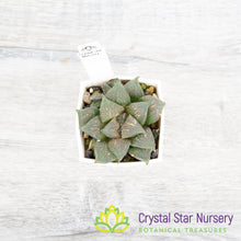 Haworthia Mutica 'Kurolyu'