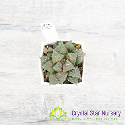 Haworthia Mutica 'Kurolyu'