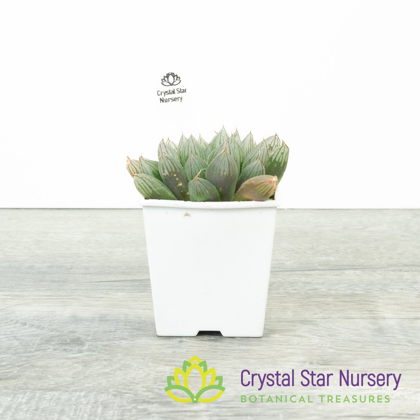 Haworthia Obtusa Hybrid (SP008)