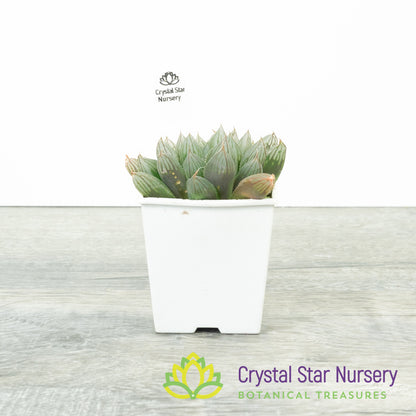 Haworthia Obtusa Hybrid (SP008)